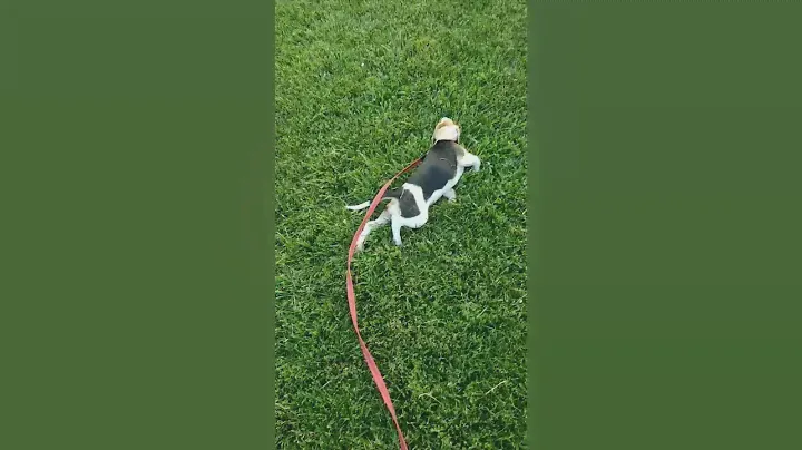 Я на солнышке лежу🌅 Щенок бигля Лекса 3,5 мес. #beagle #puppy #щенок #бигль #pets #собака #бигли