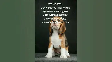плюсы и минусы породы бигль