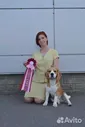 Бигль кобель для вязки