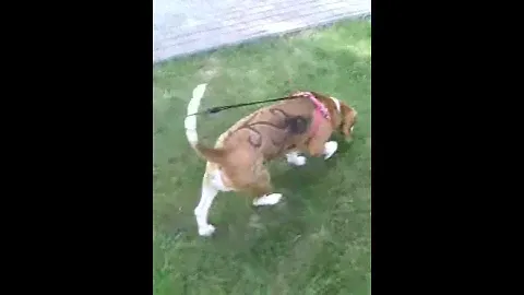 Стрижка бигля.