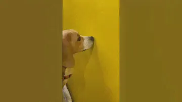 Всё о Бигле Ричарде: характер и красота💕 #dog #бигль #beagle #подписка #подпишись #liketime #love