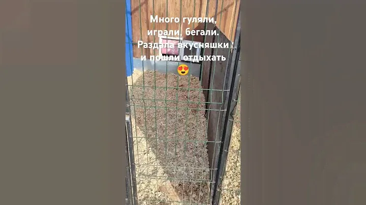 #собаки #вельшкоргипемброк #бигль #кавалеркингчарльзспаниель #немецкаяовчарка