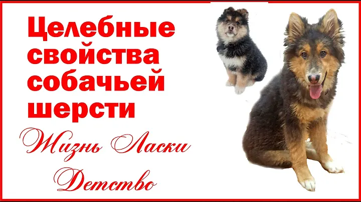 Целебные свойства собачьей шерсти. Жизнь Ласки. Детство.
