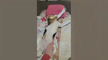 бигль Баньти апчхи #бигль #beautiful #собака #funnydogs #funny #beagle #сон #крым