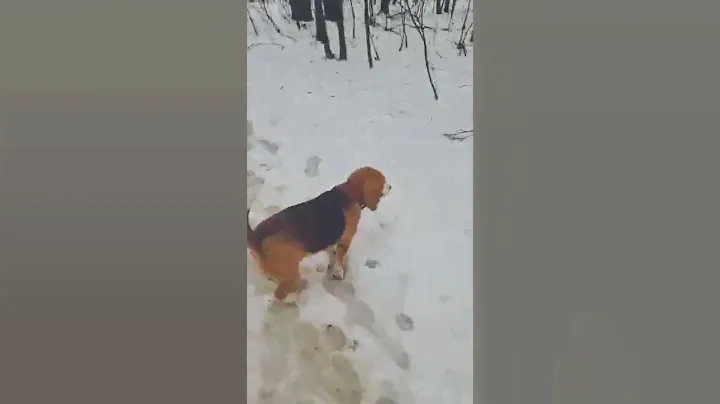 Бигль Грэта гуляет по лесу👌|Beagle Greta |