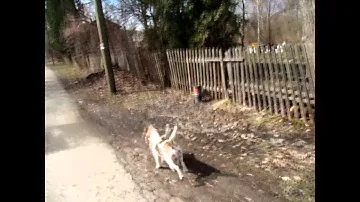 beagle off leash - бигль без поводка