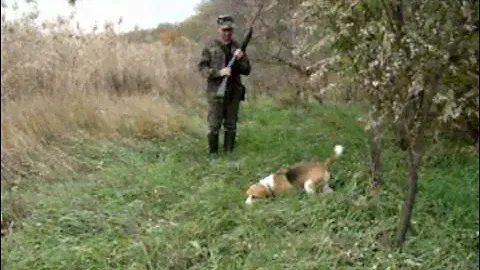 Охота с биглями на фазана