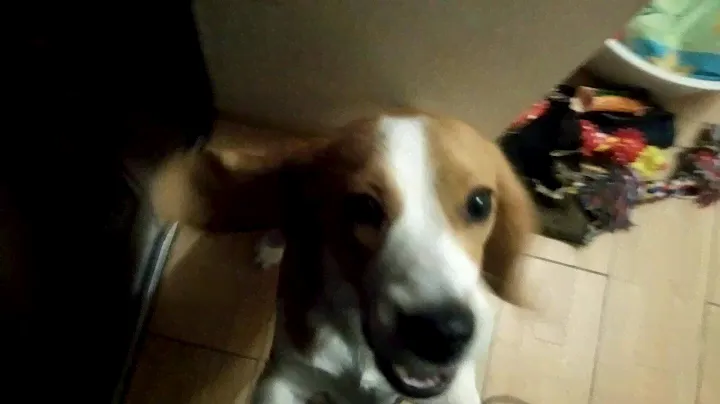 Бигль встречает хозяйку, Beagle meets mistress