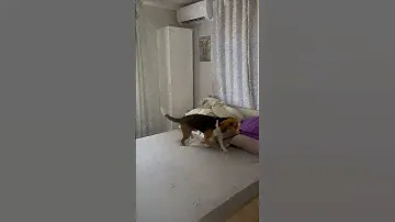 Очень не спокойная порода🙈#бигль #beagle #собака #собакабигль #pets #puppy #funny