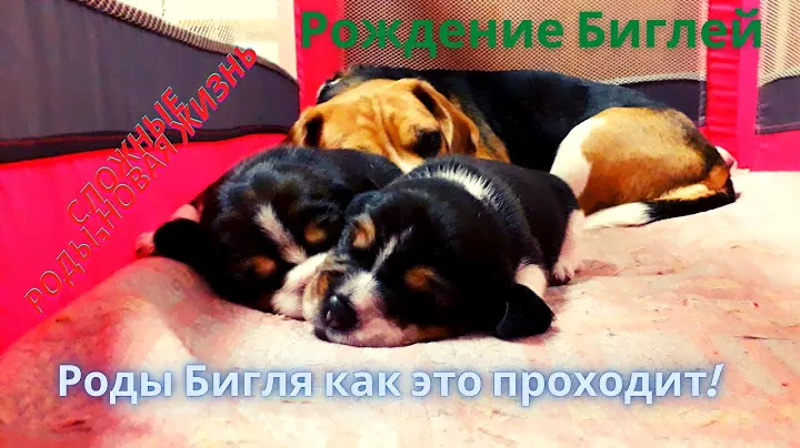 Жизнь Бигля. Роды,как это происходит. Новорожденные щенки. Интересные факты. Часть Первая.