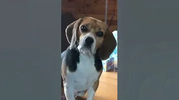 Наглый Бигль