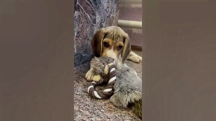 бигль щенки ❤❤❤
