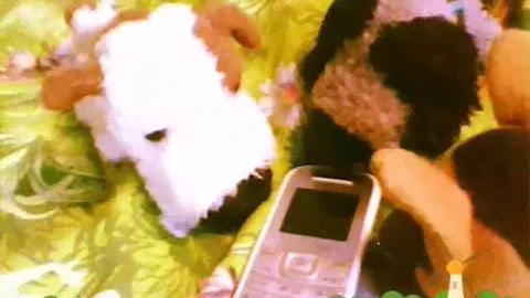 The Dog Collection Доги-трусишки.
