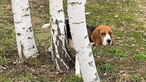 Хорошо в деревне жить👍#бигльфарадэй #ромавика #була #beagle #бигль