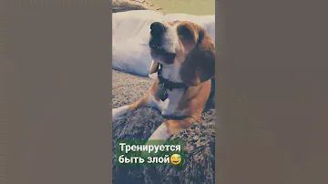 Бигль Грэта |Beagle Greta ❤