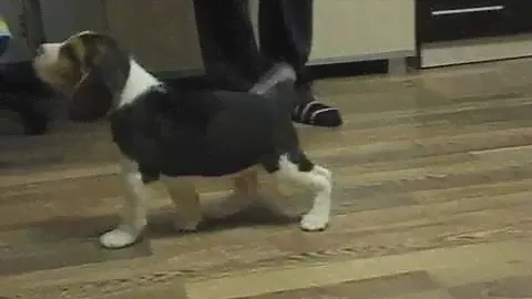 Бигль мальчик FCI