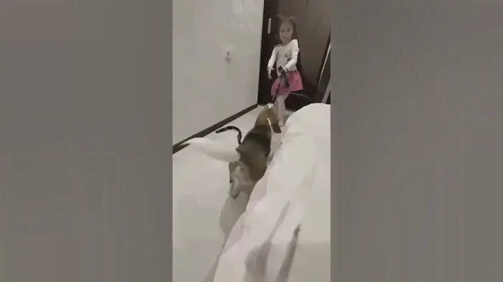 Жизнь домашних животных/ смешные животные/Бигль/ смешные собаки/ собаки/ бигли/