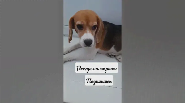 Аббби#abbi #dog #бигль #дресировка #подпишись