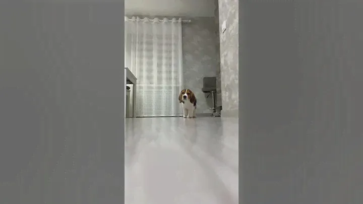 Наш маленький бигль