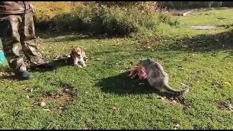 Бигль и Сиба супер терпение!