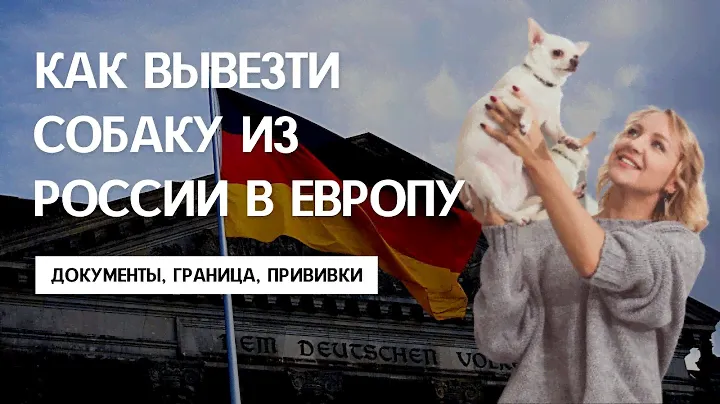 КАК ПЕРЕВЕЗТИ СОБАКУ ИЗ РОССИИ В ЕВРОПУ. Международный паспорт, чипирование, сертификаты, прививки