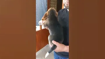 Девочка бигль, продажа.