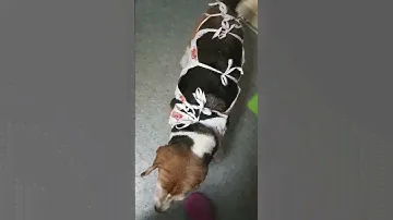 Хочу есть. Бусинда идёт на поправку #бигль #собака #beagle #животные #хабаровск