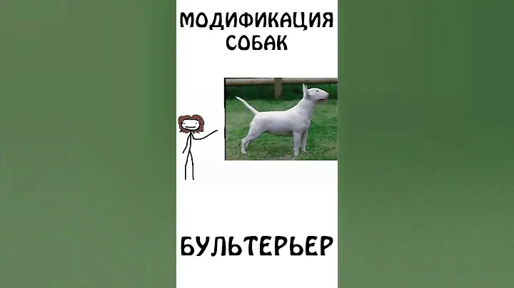 Модификация собак -  Бультерьер #бультерьер #собака #сэмонелла #шортс #животные