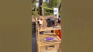 В конце самые милые кадры щенка😭❤️ #щенок #бигль #собака #бигльдаллас